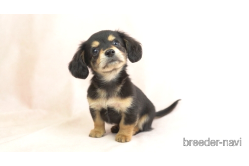 超特価セール開催！！ 成犬のチワックス:チワワ×ミニチュアダックスフンドを探す（113 羊毛フェルト